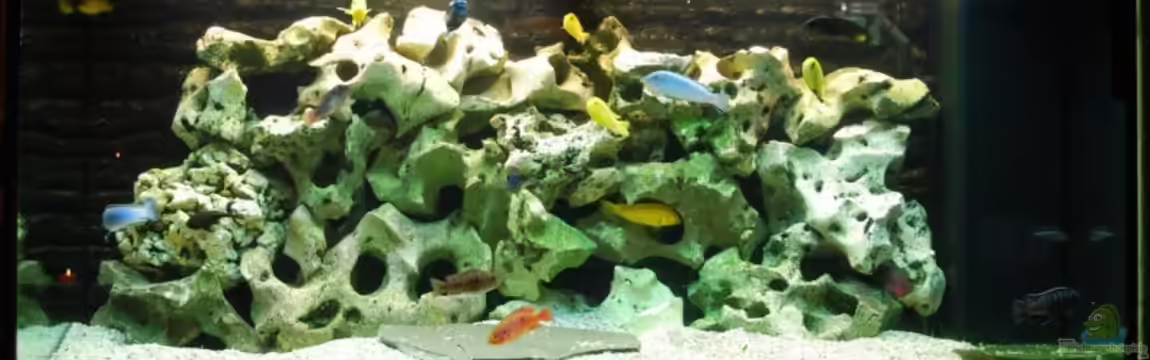 Becken 8562 von Leslie