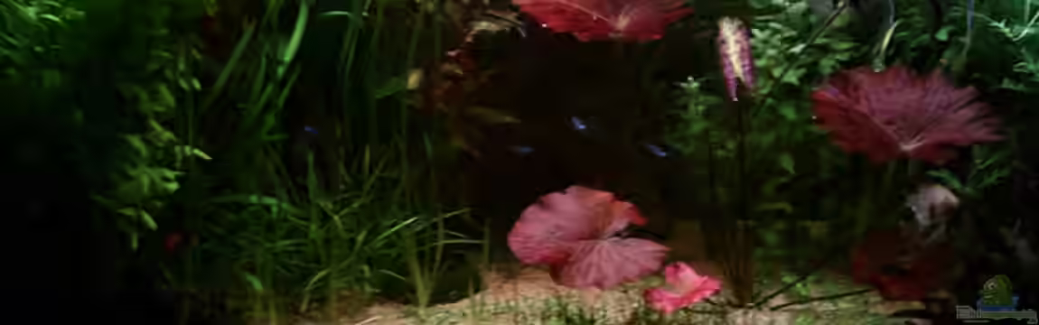 Becken 8563 von Sebastian Kunzmann