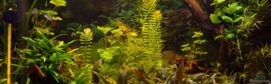 Becken 8565 von Birgit S.