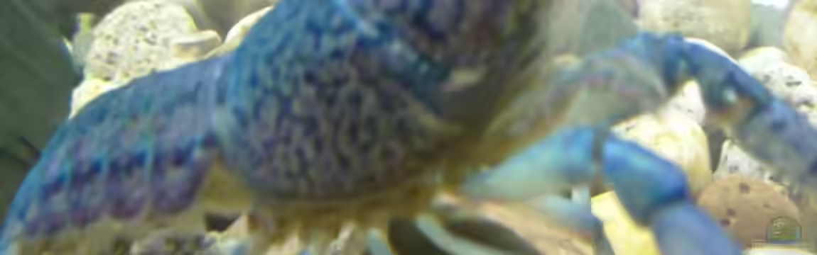 Becken 8575 von Manfred Hütten