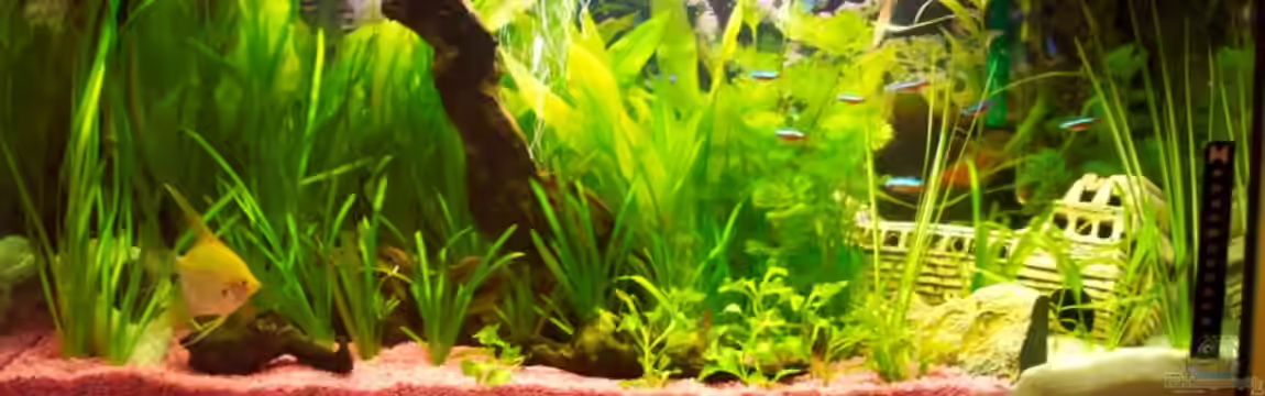 Becken 8627 von Ingo Dahl