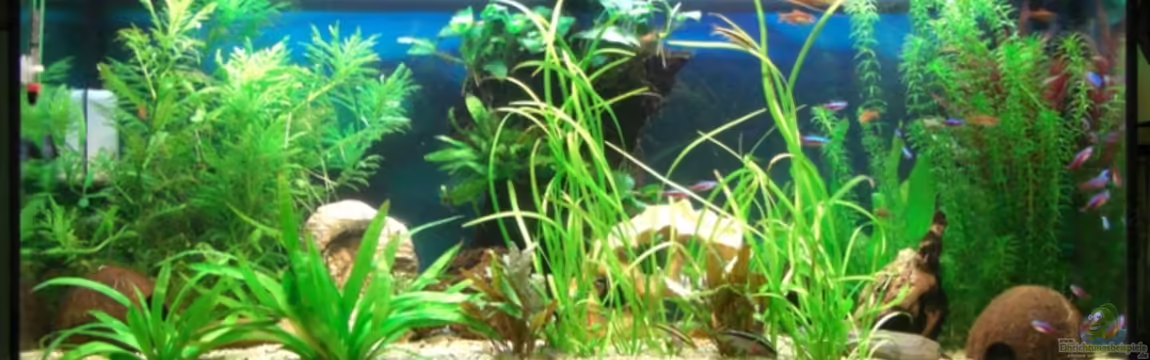 Becken 8648 von Schindlinho