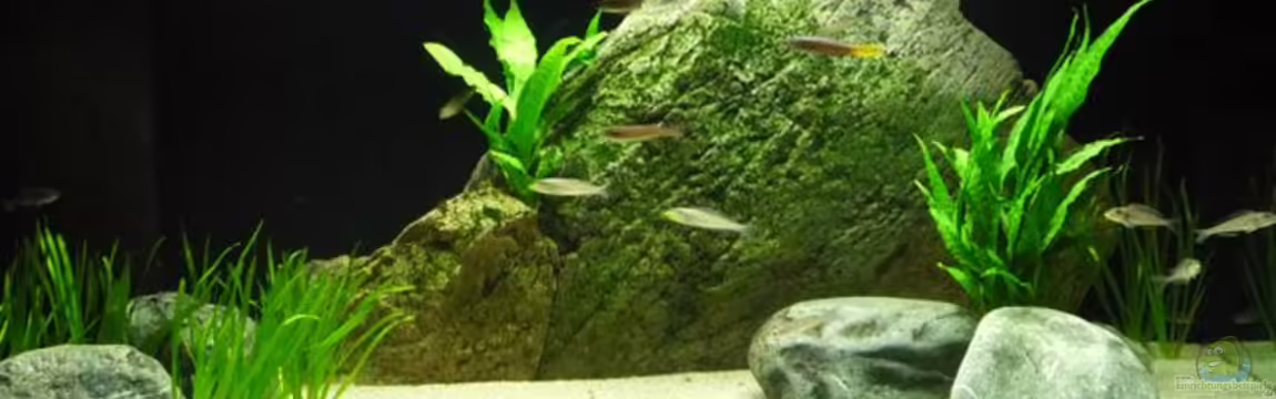 Becken 8652 von vitus