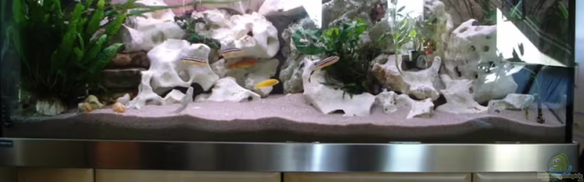 Becken 8653 von Carsten Ries