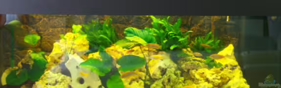 Becken 8686 von Rene Nolting