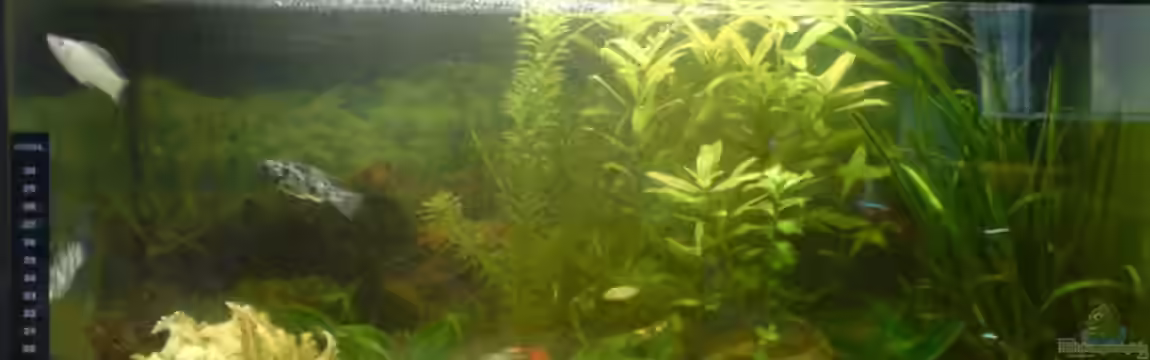 Becken 8691 von Fabbby