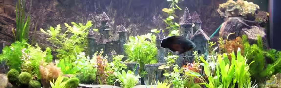 Becken 8694 von Sandy_