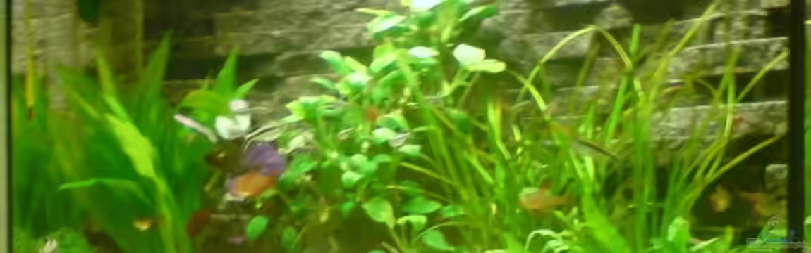 Becken 8734 von metz