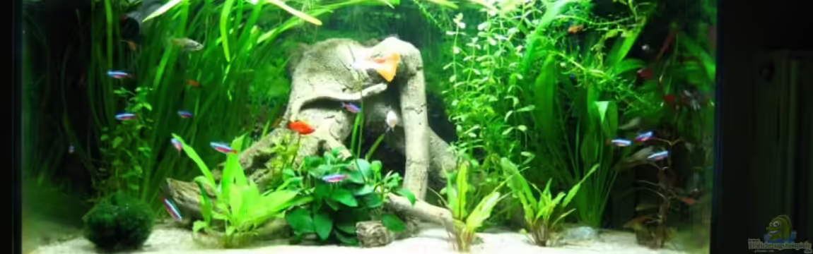 Becken 8748 von Elli und Dennis