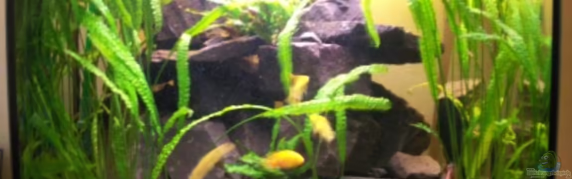 Becken 8767 von Sven Leyh