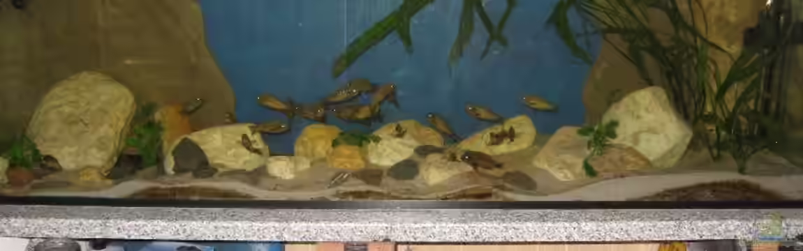 Becken 8780 von Björn Bönsch