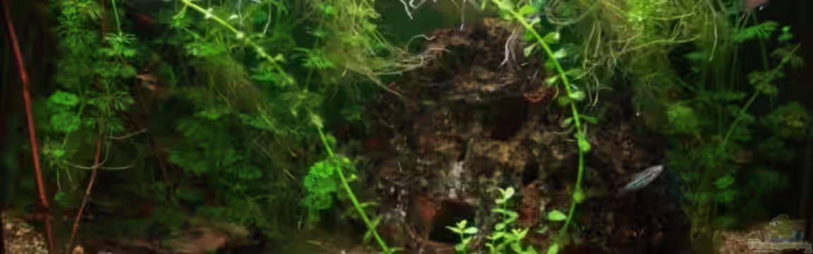 Becken 8789 von aetti