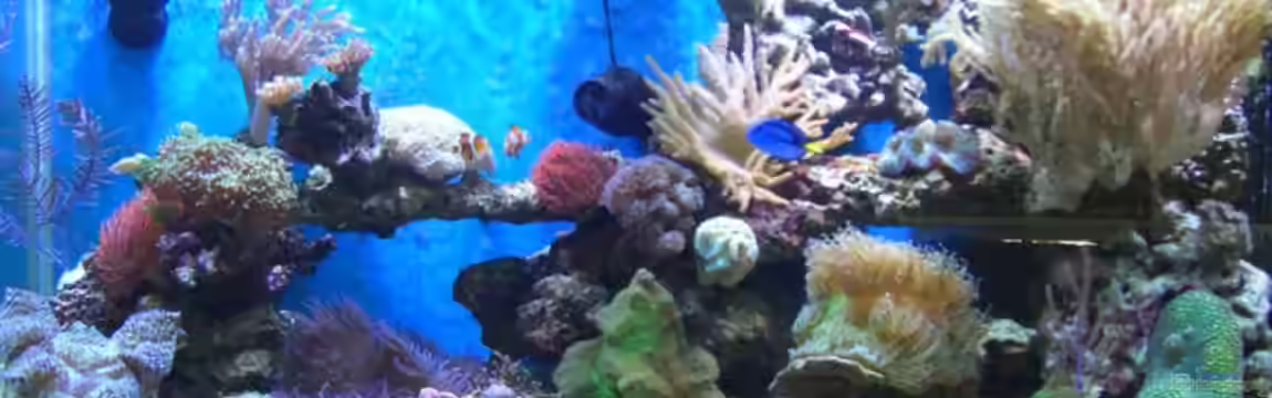 Becken 8816 von Rainer Stilcke