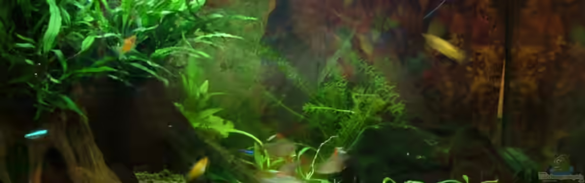 Becken 8817 von Thomas Geib