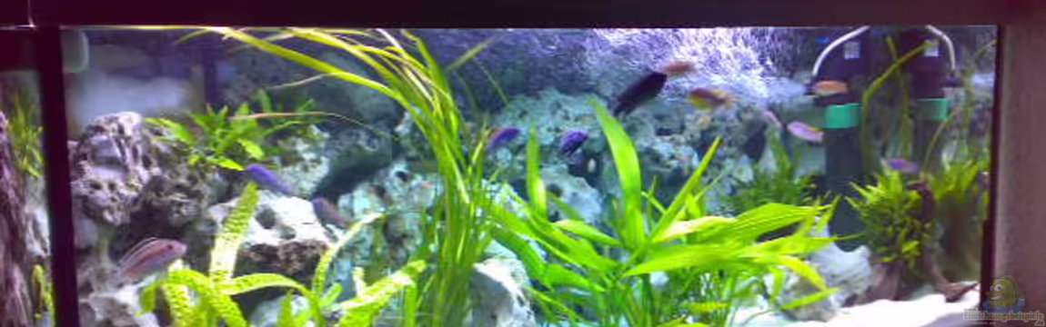 Becken 8824 von Sylvia Hoffmann