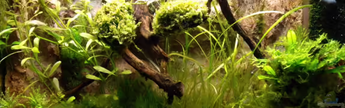 Becken 8838 von Olli Bartels