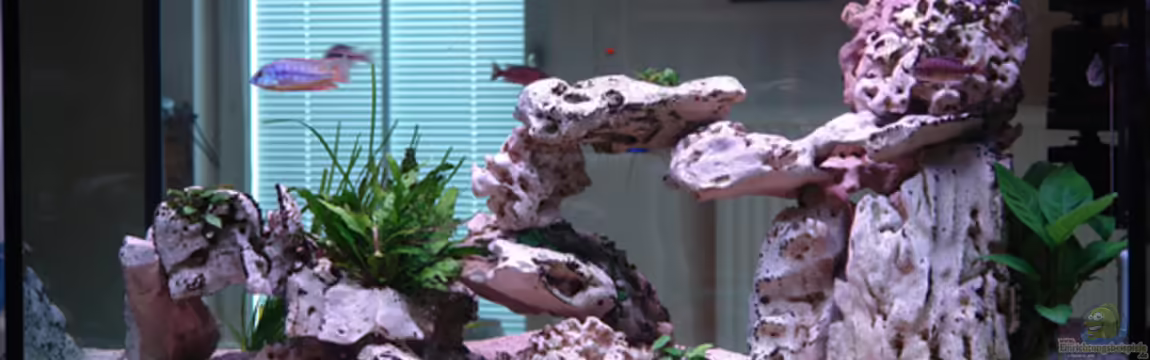 Becken 885 von Jürgen Stradner