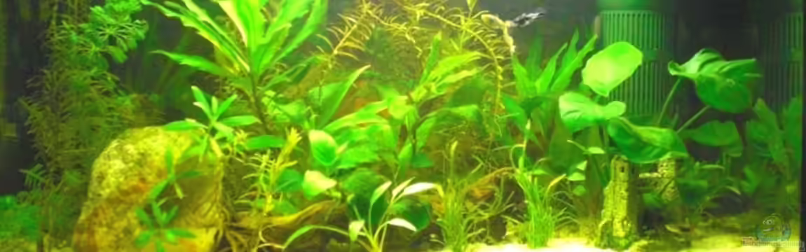 Becken 8865 von Kerstin Zänker