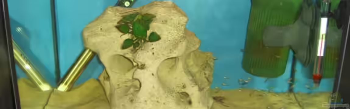 Becken 8897 von Pascal Lehmann