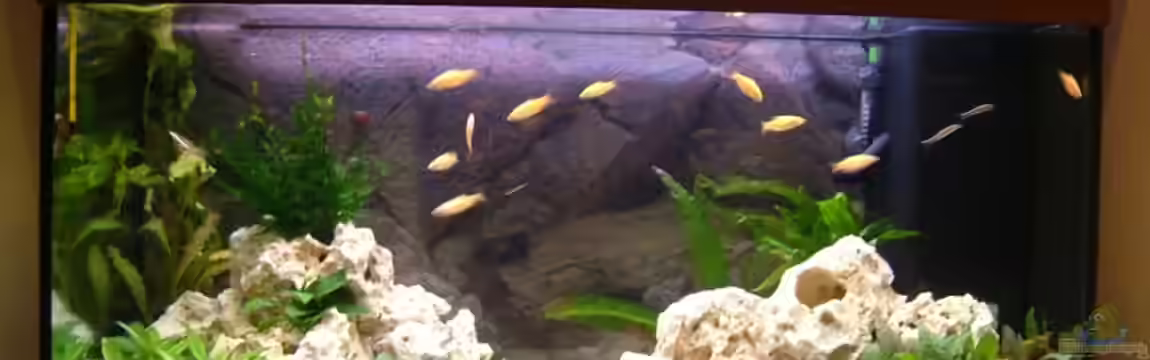 Becken 8908 von Thomas Geib