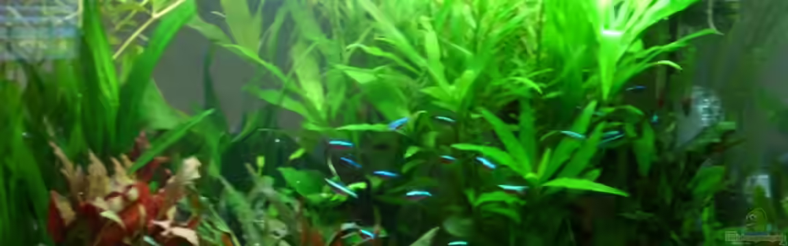 Becken 8926 von Andre Kussin