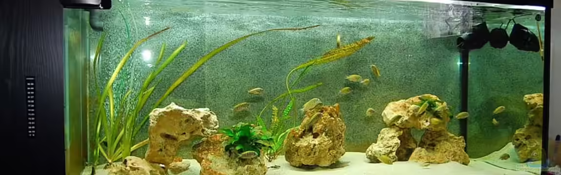 Becken 893 von Rainer Hoffmann