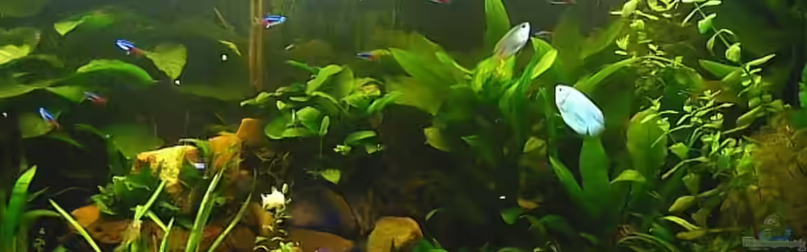 Becken 8932 von Shaggy90