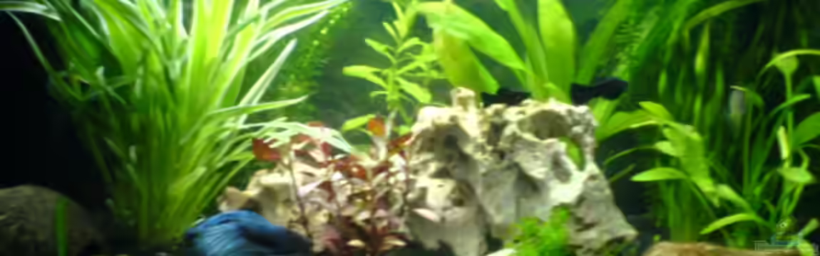 Becken 8973 von Dominik Seffert