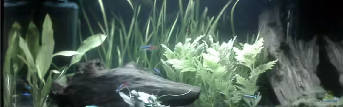 Becken 8978 von Marcel Pikzack