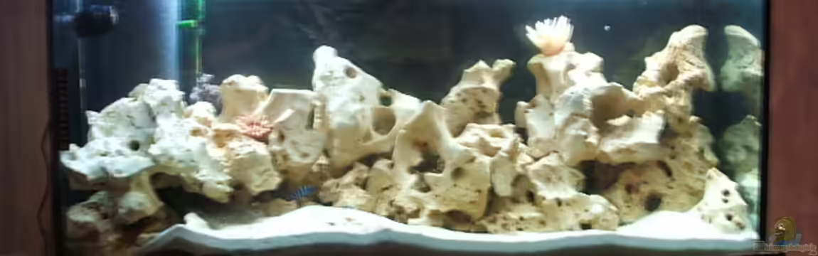 Becken 8996 von Bruno Dewald