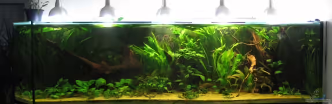 Becken 9025 von Gerrit Buck