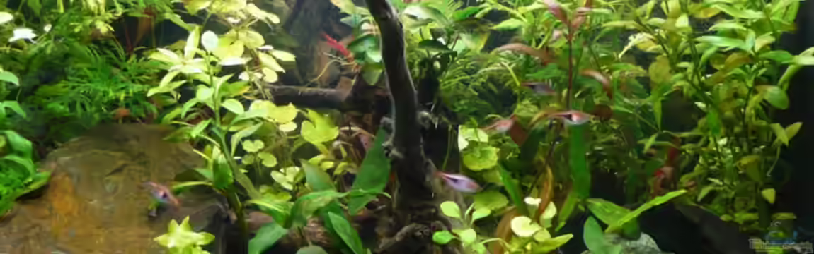 Becken 9042 von Nelly Lüscher