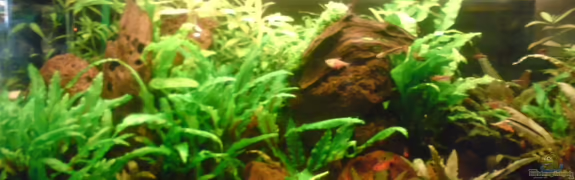 Becken 9058 von Andreas Laubinger