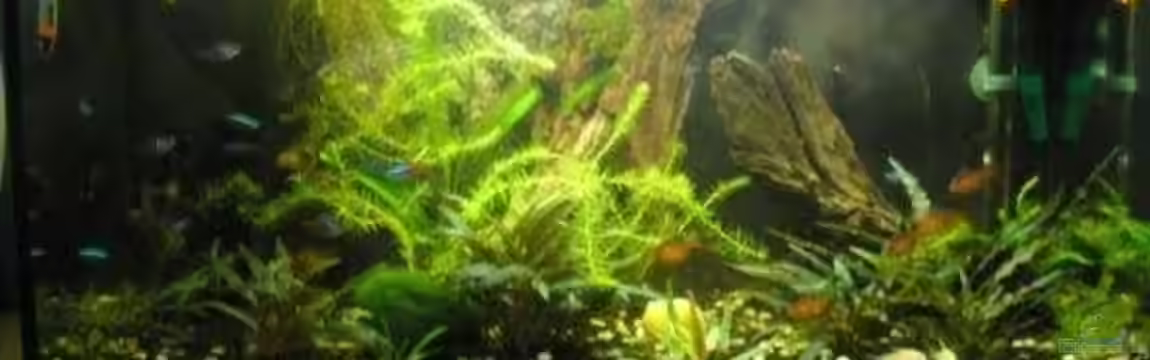 Becken 9074 von Leon Gauss