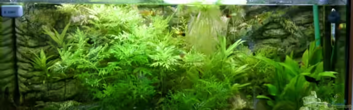 Becken 9077 von RedDragon