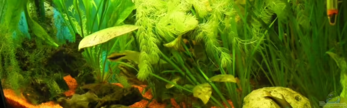 Becken 9096 von Henry Berndt