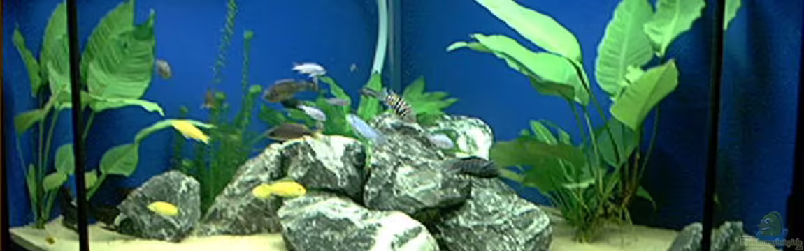 Becken 912 von Kevin Büttner