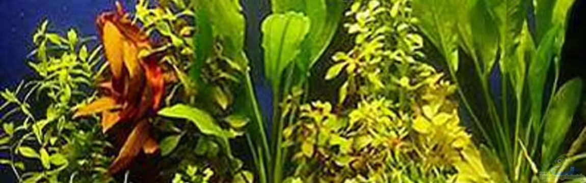 Becken 9120 von Michael Lühr