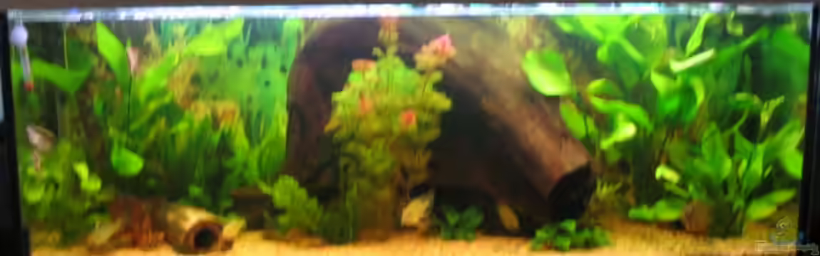 Becken 9123 von Jens Schuster