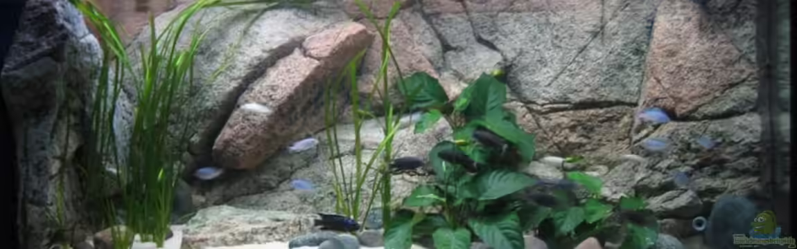 Becken 9132 von Tobinhio