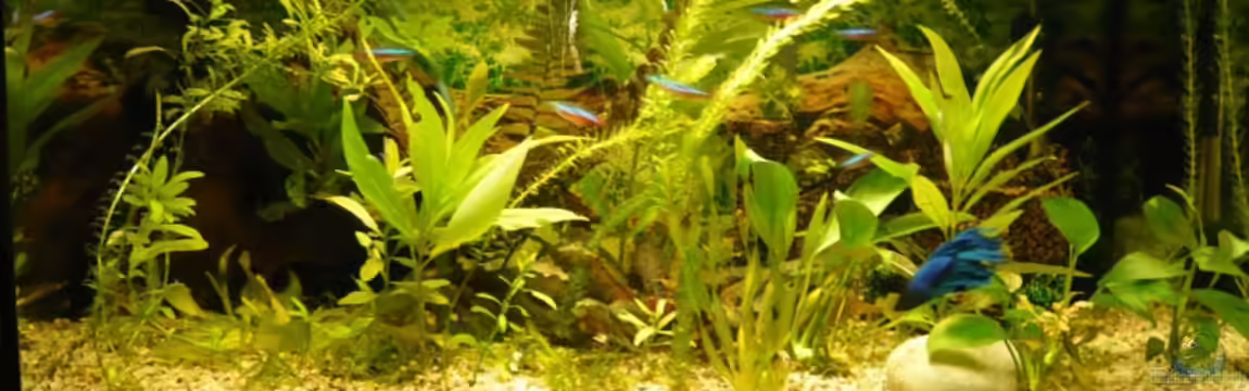 Becken 9145 von Alwin Dick