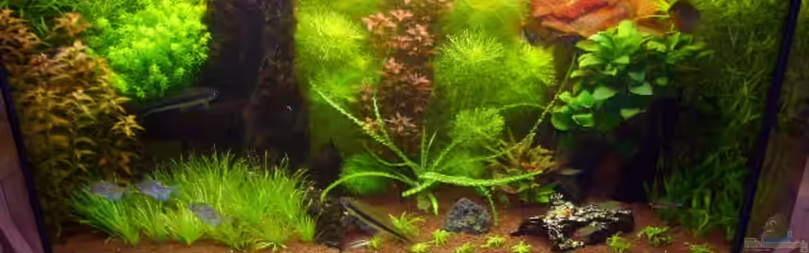 Becken 9172 von Alexander Albrecht