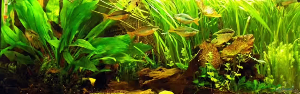 Becken 9179 von Becke