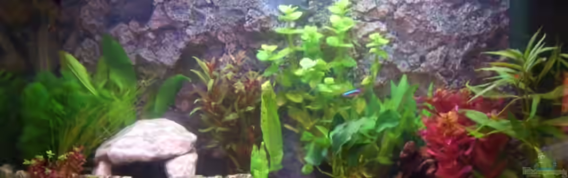 Becken 9186 von Karin Hiegelsperger