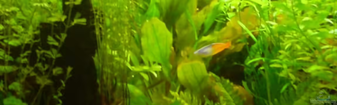 Becken 9196 von Moinski