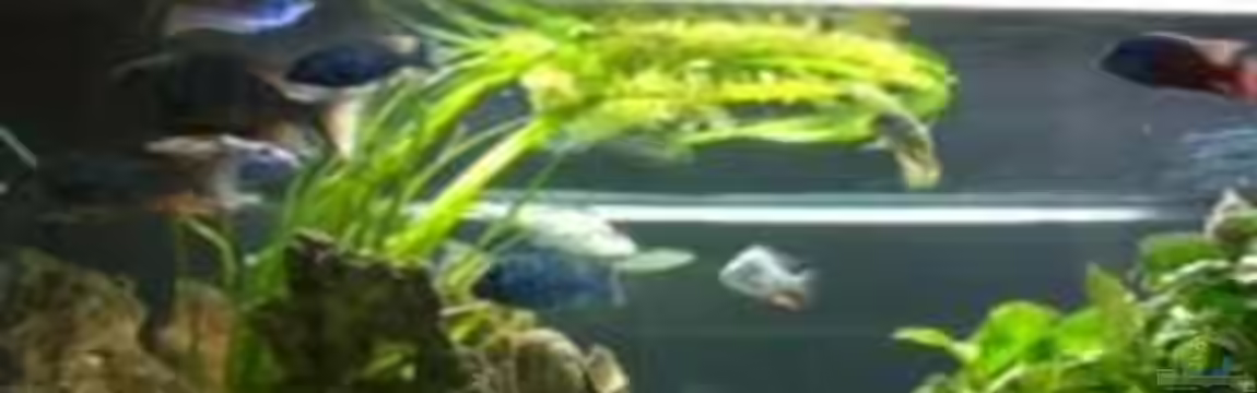 Becken 9198 von Jennifer Clee