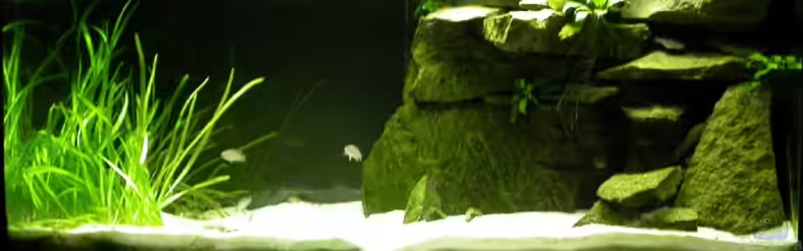 Becken 920 von Alex Stark