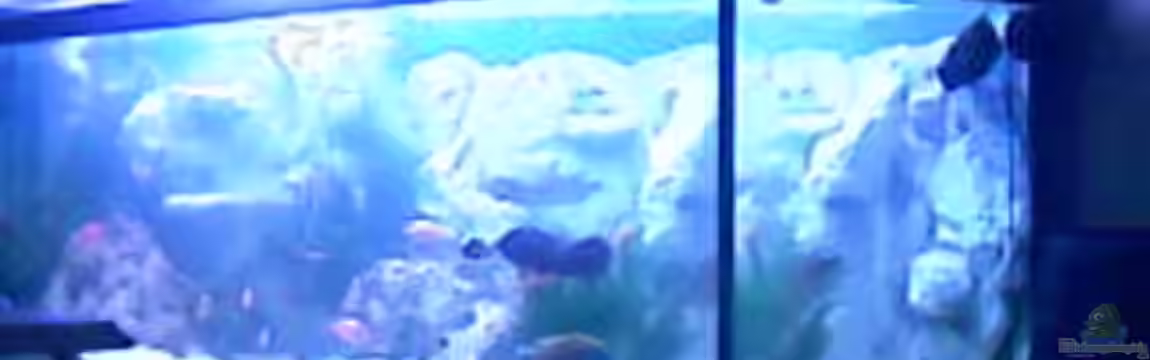 Becken 9202 von Sonnenelise2003