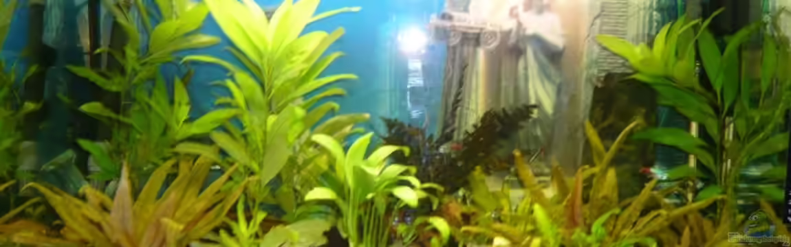 Becken 9219 von Alwin Dick