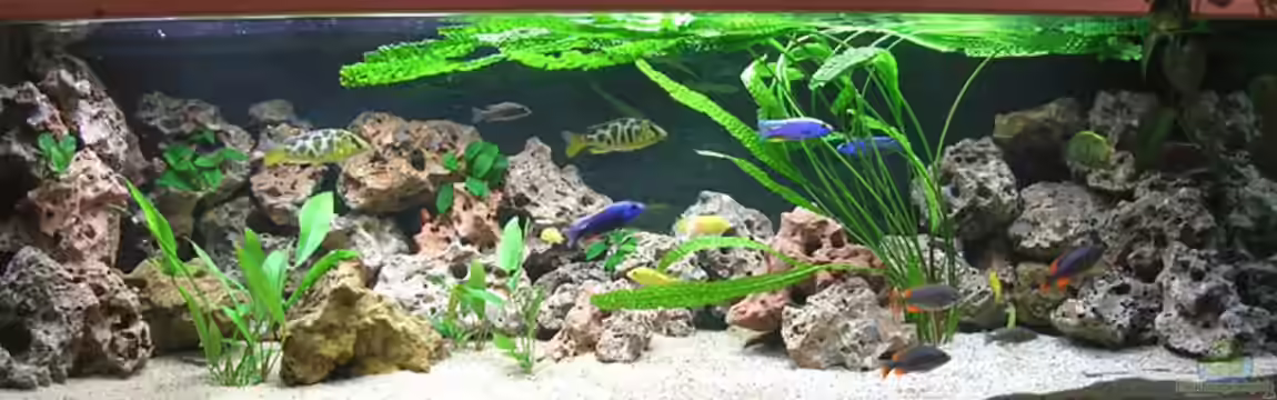 Becken 924 von Theodor Schmidt